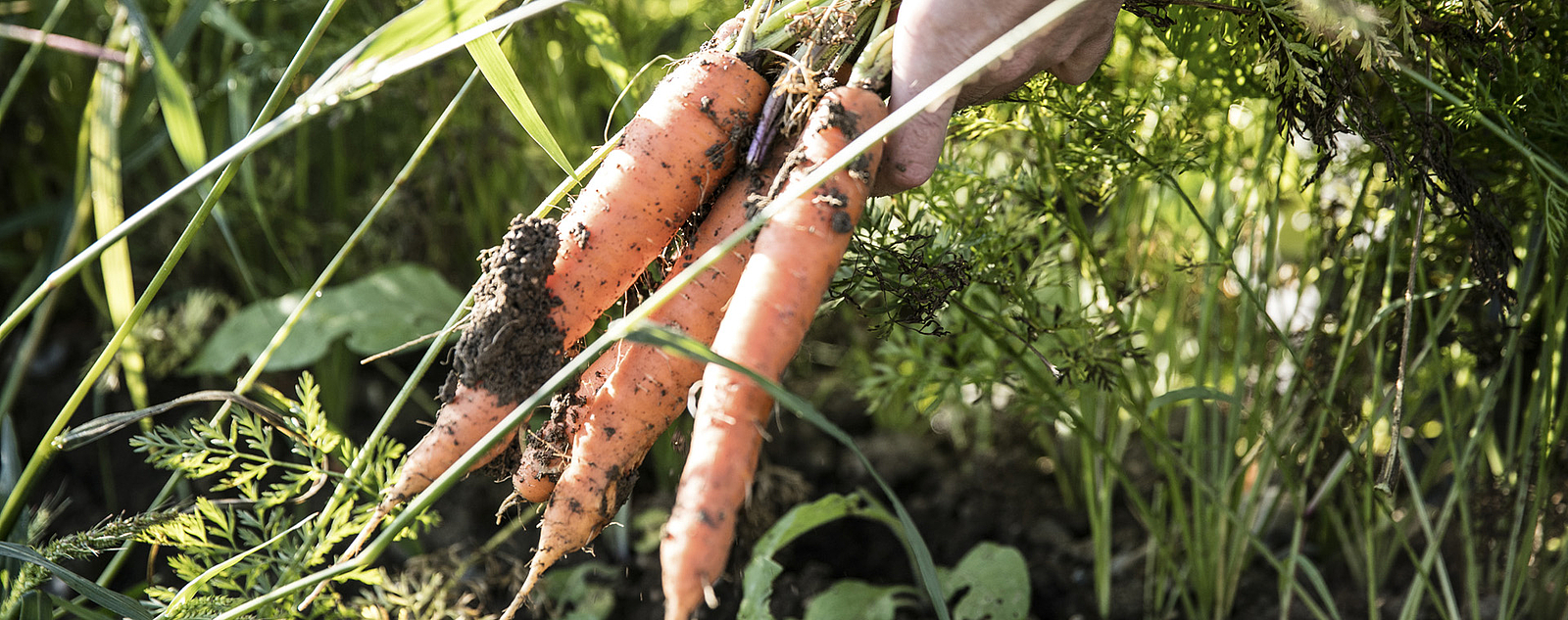 Karotten frisch aus der Erde