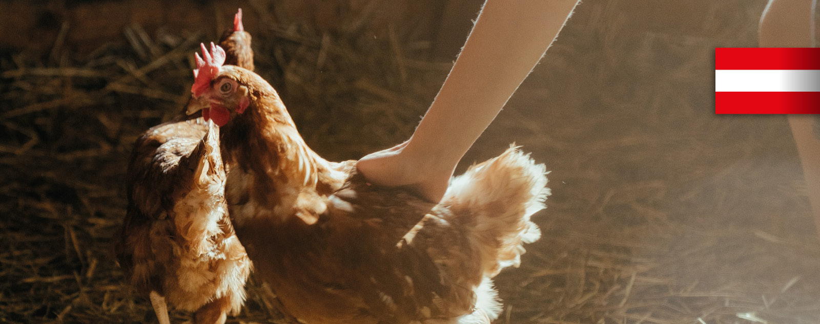 Essen am Arbeitsplatz - frisch aus der Natur: Huhn im Stall