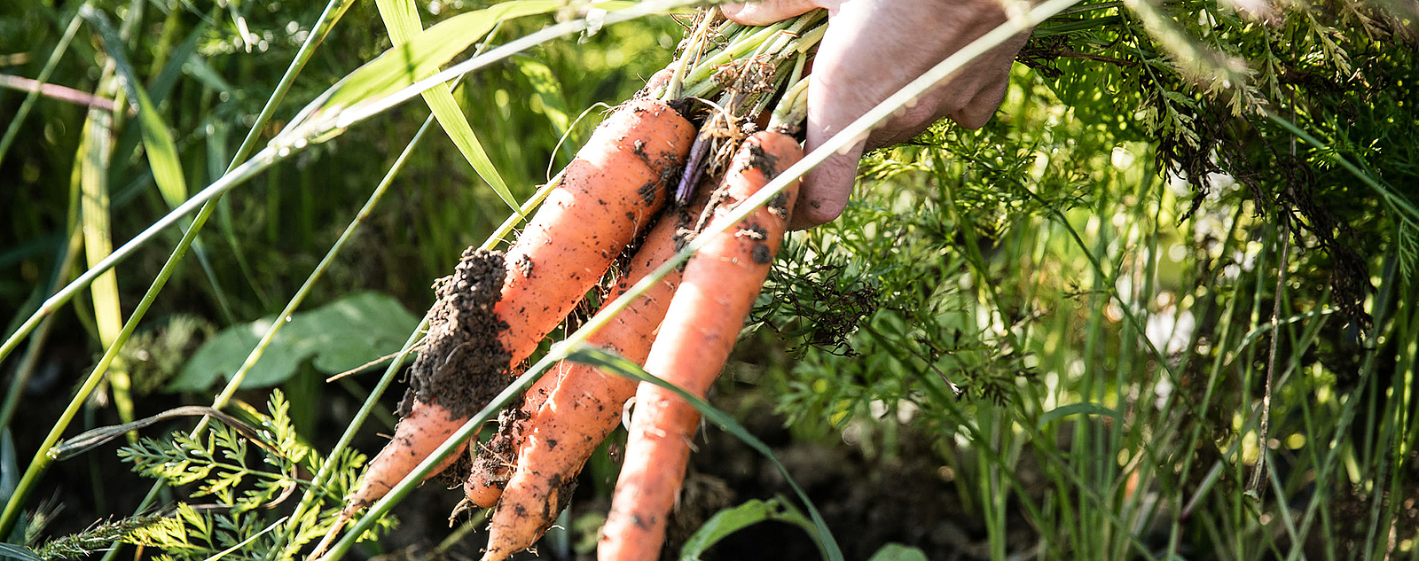 Frisch Karotten beim Lieferanten am Feld