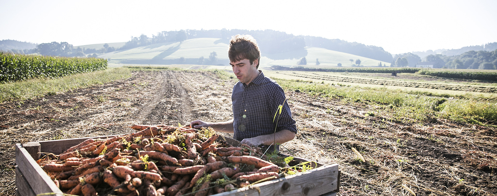Bauer Lutz auf dem Feld mit Karottenernte