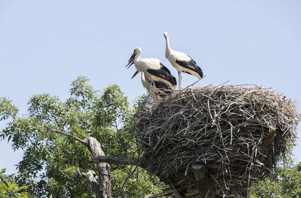 Störche in Nest in den March-Thaya-Auen