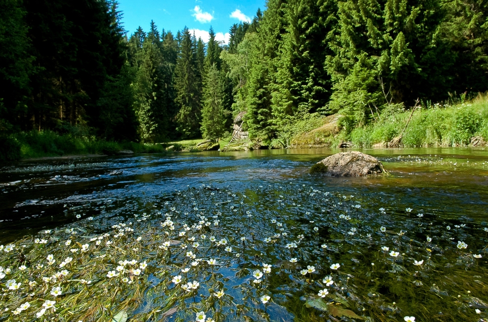 Der WWF Österreich setzt sich für den Schutz österreichischer Naturräume ein. 